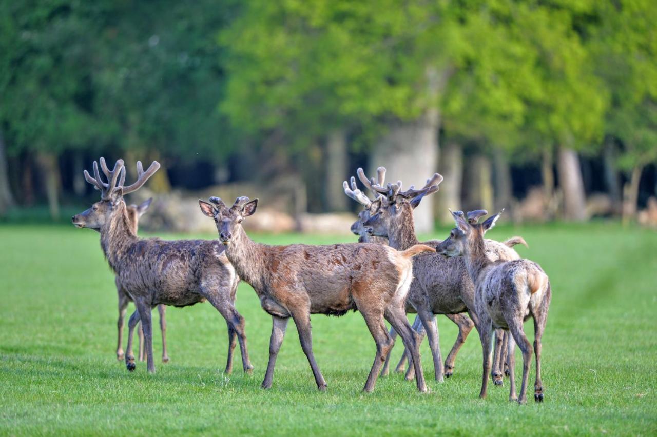 New Park Manor Hotel - A Luxury Family Hotel Brockenhurst Eksteriør billede
